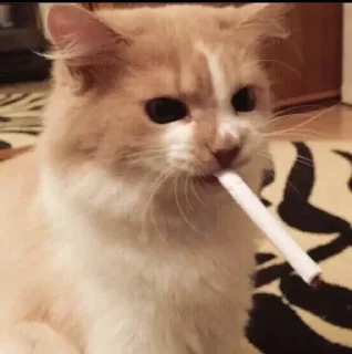 🚬 emoji Smoke @caneda Telegram sticker 10 of 43