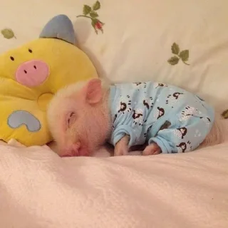 🐷 emoji cute pigs 🐷 Telegram sticker 7 of 29