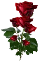 💐 emoji Flowers Telegram sticker 7 of 100
