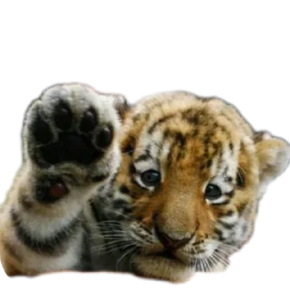 🖐 emoji Tigre Telegram sticker 19 of 109