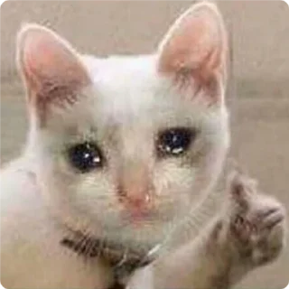 👍 emoji Cat Crying - by @canaldobrayan Telegram sticker 8 of 34