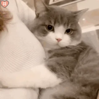 🐱 emoji 猫猫动图 Telegram sticker 9 of 47