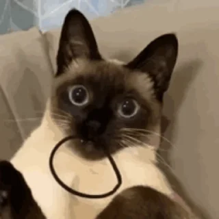 🐱 emoji 猫猫动图 Telegram sticker 11 of 47