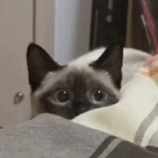 🐱 emoji 猫猫动图 Telegram sticker 15 of 47