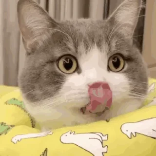 🐱 emoji 猫猫动图 Telegram sticker 8 of 47