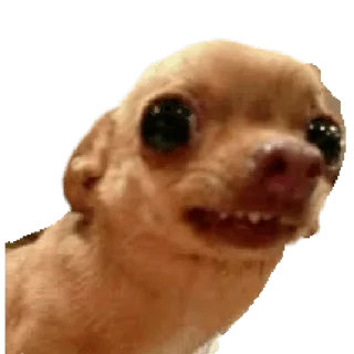 Sticker from CHIHUAHUAS - [Instagram: @WiStickers]