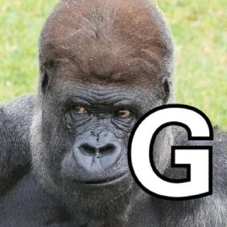 🦍 emoji NEVER RELAX Telegram sticker 11 of 20