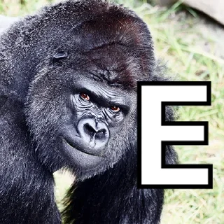 🦍 emoji NEVER RELAX Telegram sticker 12 of 20