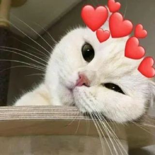 🥰 emoji animals Telegram sticker 13 of 66