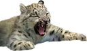 😫 emoji Snep Lep Blep Telegram sticker 18 of 119