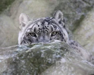 😶 emoji Sneaky Snep Telegram sticker 17 of 49
