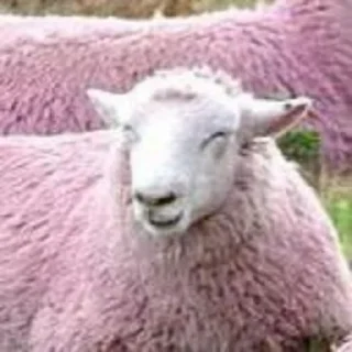 😑 emoji Sheep🐑 @yourstickerschnl Telegram sticker 16 of 57