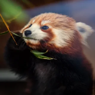 🌿 emoji red panda Telegram sticker 9 of 51