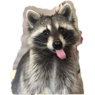 😋 emoji Habēmus Raccoon Telegram sticker 13 of 120