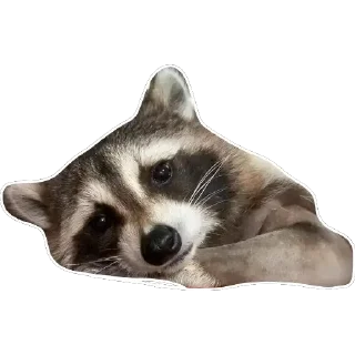 😕 emoji Habēmus Raccoon Telegram sticker 24 of 120