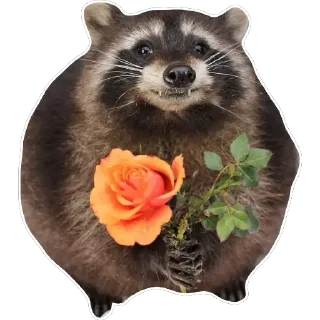 🌹 emoji Habēmus Raccoon Telegram sticker 9 of 120