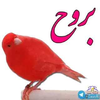 😐 emoji *يك اسم* Telegram sticker 10 of 67