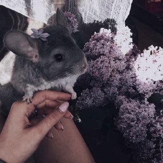 🌟 emoji Шиншиллы(мее) Telegram sticker 6 of 51