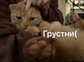 😿 emoji путаны соло Telegram sticker 5 of 70