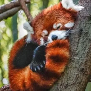 🔥 emoji red panda Telegram sticker 16 of 51