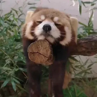😞 emoji red panda Telegram sticker 19 of 51