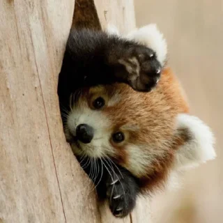 ✊ emoji red panda Telegram sticker 15 of 51