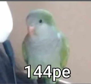🦜 emoji Re Pe Telegram sticker 6 of 26