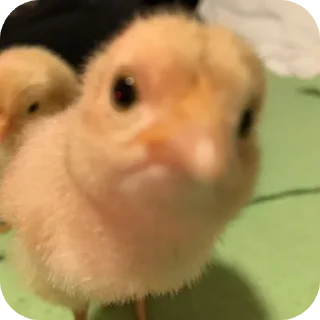 🐥 emoji PintoBagunça @canaldopinto Telegram sticker 5 of 116