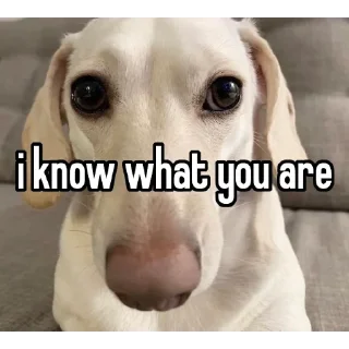😐 emoji animal captions Telegram sticker 11 of 35