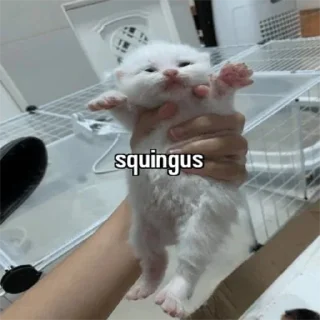 🥺 emoji animal captions Telegram sticker 23 of 35