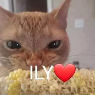 🐈 emoji Cat Eating Corn Telegram sticker 15 of 29