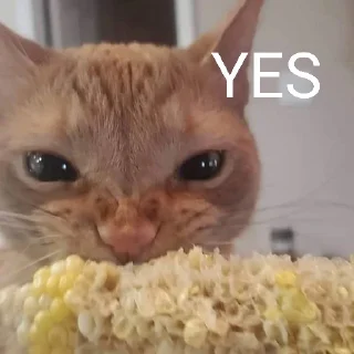 🐈 emoji Cat Eating Corn Telegram sticker 10 of 29
