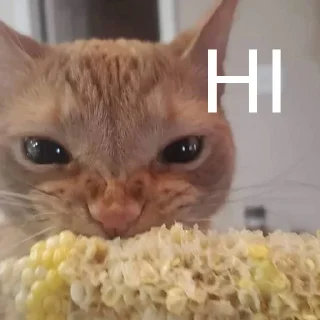 🐈 emoji Cat Eating Corn Telegram sticker 24 of 29