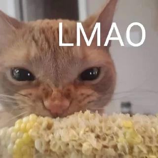 🐈 emoji Cat Eating Corn Telegram sticker 16 of 29