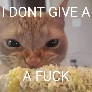 🐈 emoji Cat Eating Corn Telegram sticker 13 of 29