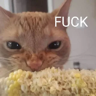 🐈 emoji Cat Eating Corn Telegram sticker 17 of 29