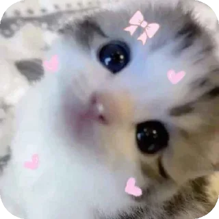 🐱 emoji 🌸Ely stickers🌸 Telegram sticker 7 of 28