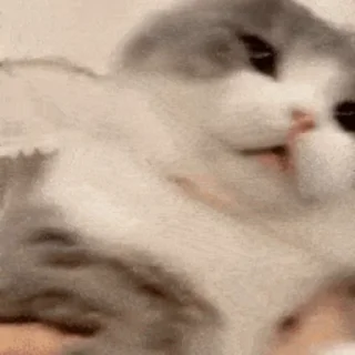 🐱 emoji 猫猫动图 Telegram sticker 5 of 47