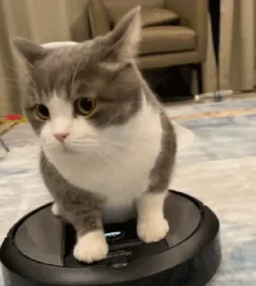 🐱 emoji 猫猫动图 Telegram sticker 7 of 47