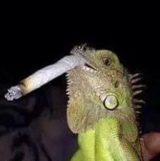 🚬 emoji Smoke @caneda Telegram sticker 21 of 43