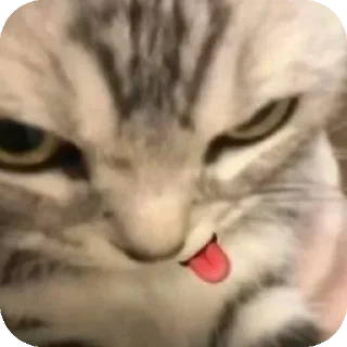 🐱 emoji Ana banana Telegram sticker 15 of 30