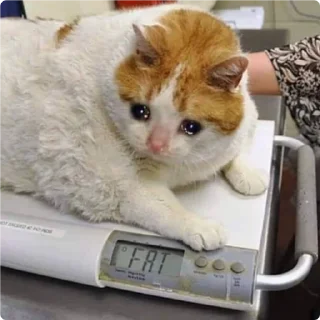 😞 emoji Cat Crying - by @canaldobrayan Telegram sticker 22 of 34