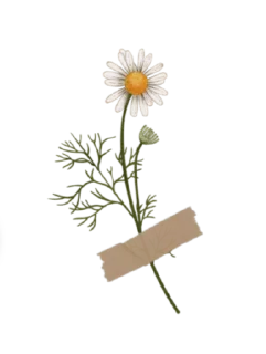 🌼 emoji Daylight Telegram sticker 21 of 116