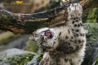 ❄ emoji Snow leopard Telegram sticker 12 of 38