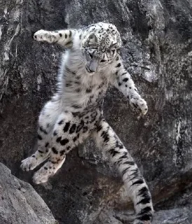 ❄ emoji Snow leopard Telegram sticker 16 of 38