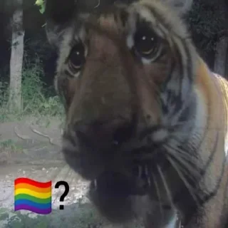 🏳‍🌈 emoji 🏳‍🌈? @lbrabo Telegram sticker 20 of 120