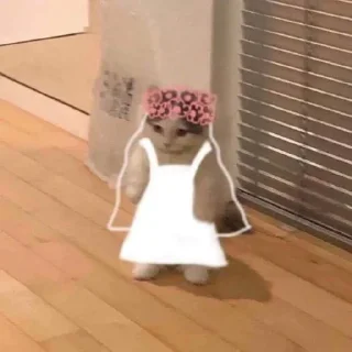 👰 emoji gato foda Telegram sticker 5 of 69