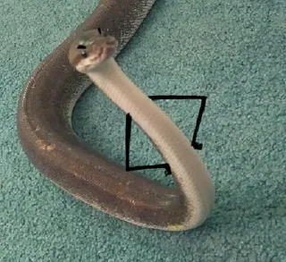 😠 emoji NXZ Snakes Telegram sticker 20 of 20