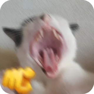 🤲 emoji Gatitos fofitos 💞 Telegram sticker 8 of 31