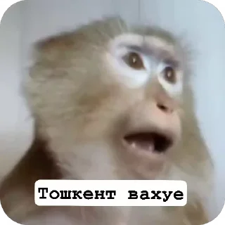 🐵 emoji @boboyev_diyor Telegram sticker 16 of 93